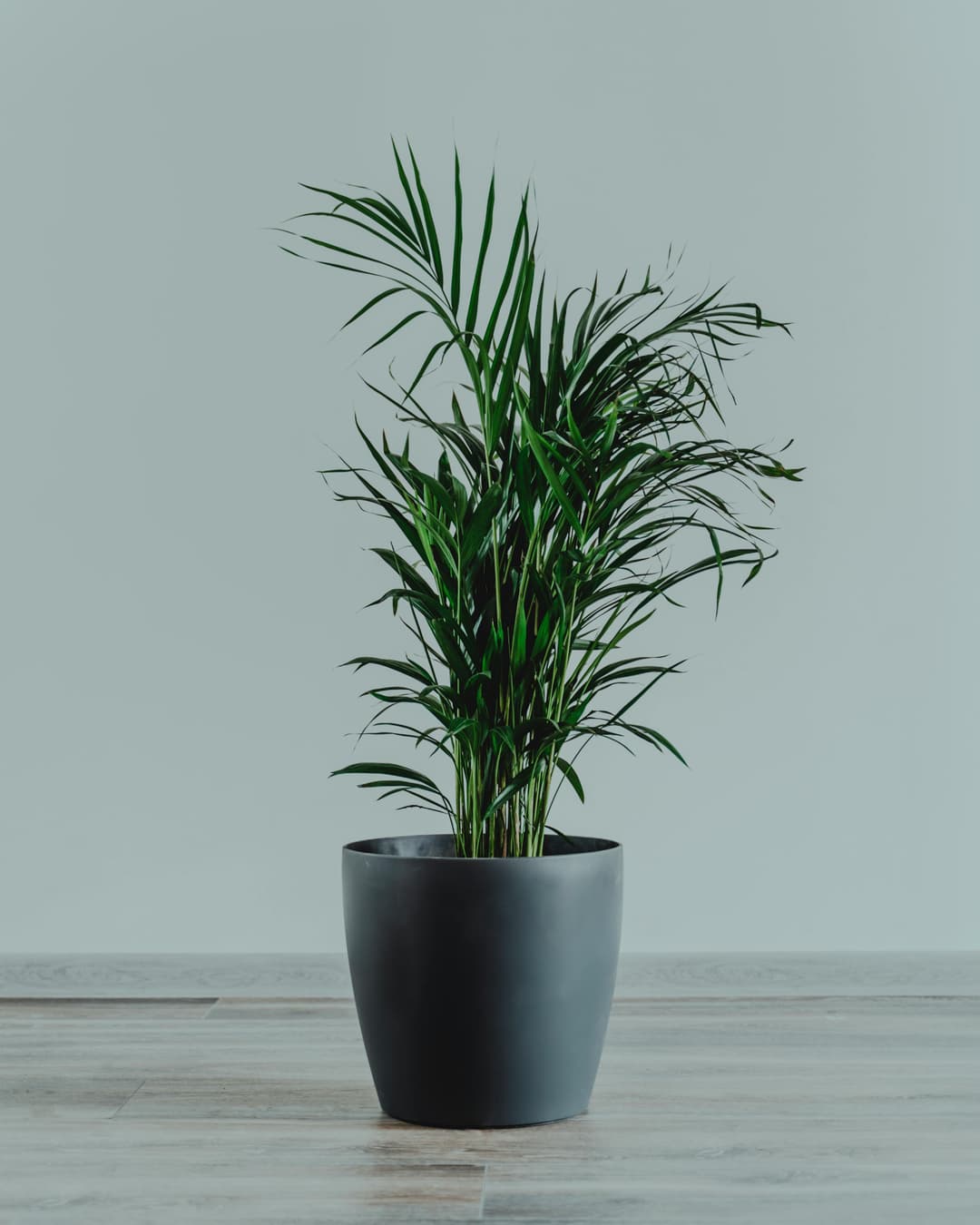 Palms