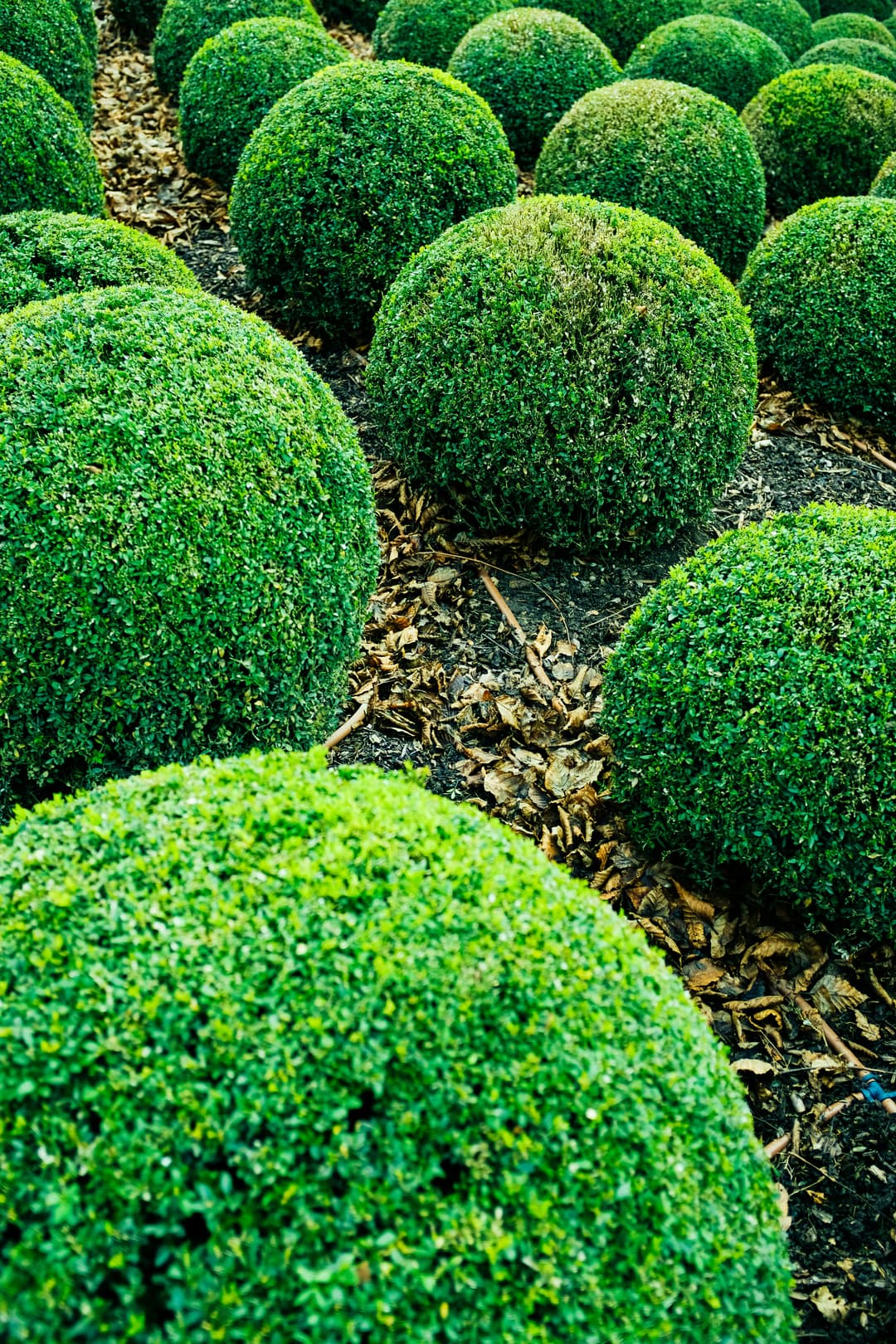 Shrubs
