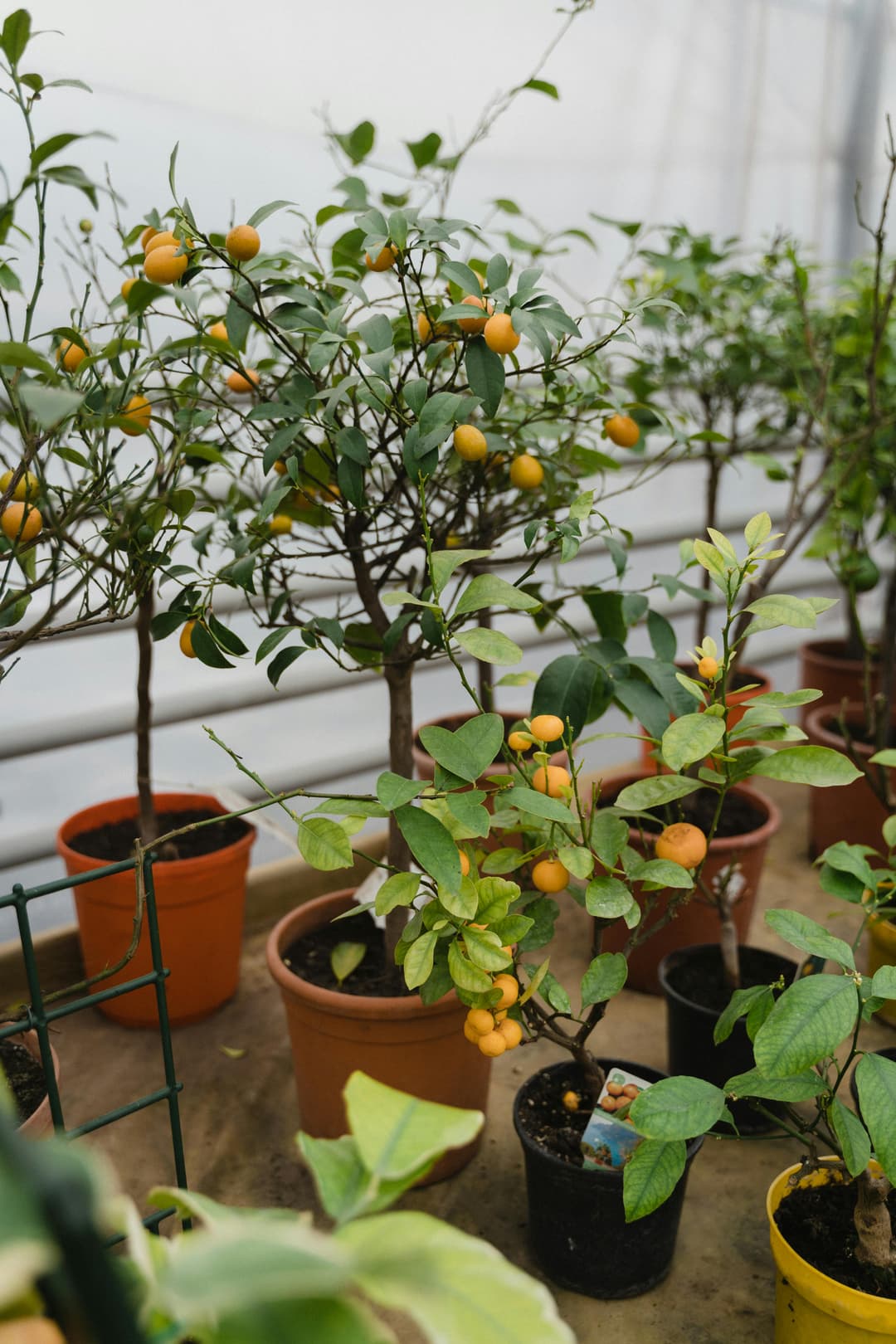 Fruit Plants
