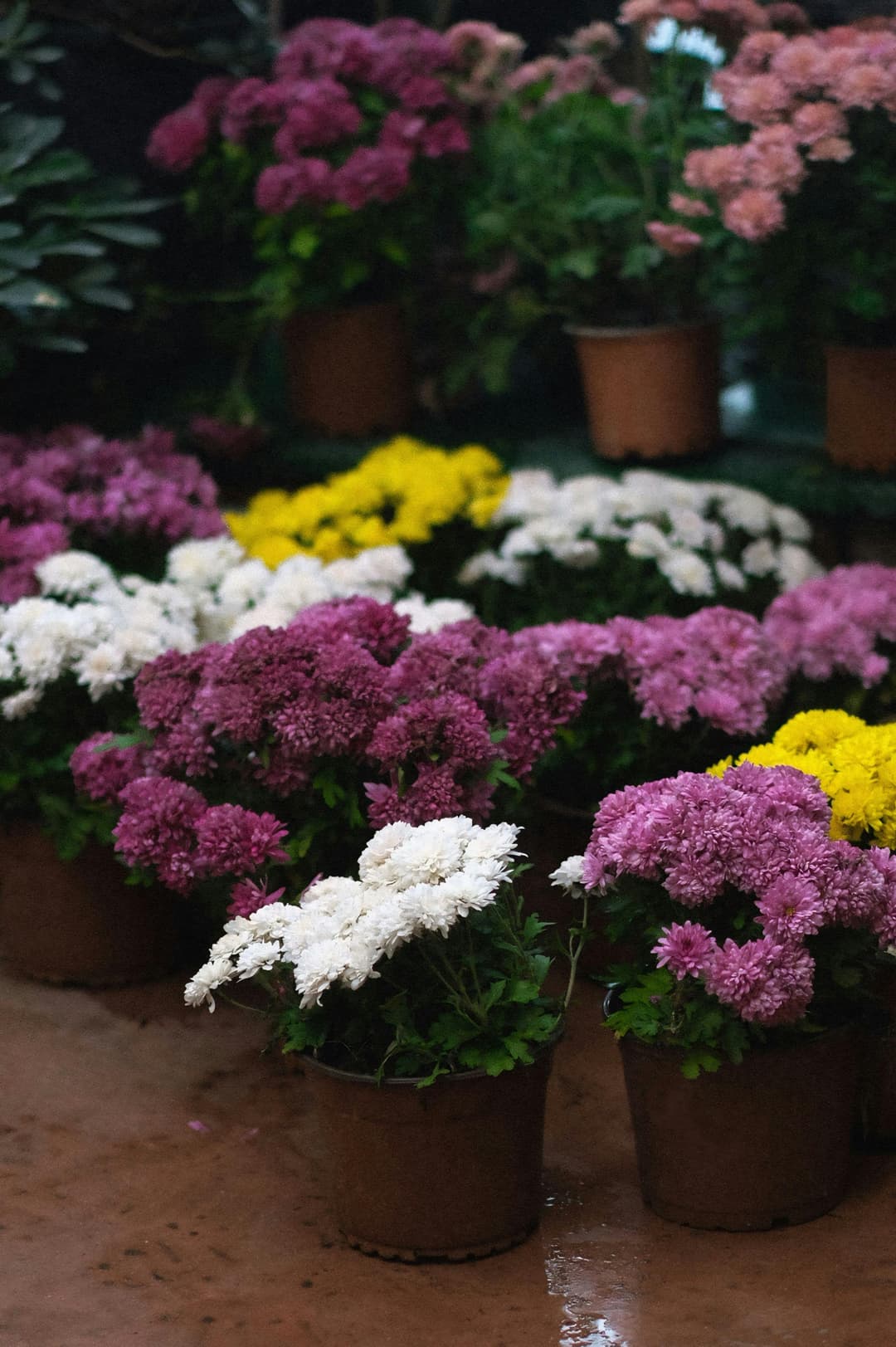 Flowering Plants